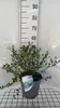 Ceanothus impr. 'Victoria' - Victoria 50- 60 cm Kontajner Náhľad obrázku produktu 2