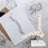 Anatomie Skeleton Model Life Size Anatomická kost kotníku Náhled obrázku produktu 6