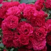 Rosa  - Kordes Rigo-Rose - Rosa 'Gärtnerfreude'® Produktbild-Vorschau 1