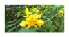 10x Senna corymbosa Argentinische Kassie Cassia corymbosa Produktbild-Vorschau 7