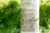 Betula utilis, Himalaya-Birke, 100–150 cm Produktbild-Vorschau 4
