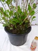 [Palmenlager] XXL Hydrangea macrophylla "Bodensee" - Produktbild-Vorschau 4