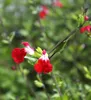 A close-up view of two red and white flowers on a stem, with a blurred green background. Anteprima dell’immagine prodotto