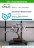 SAFLAX - Japanische Blütenkirsche - Prunus serulata - 30 Produktbild-Vorschau 1