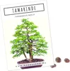 Exotische Bonsai Samen mit hoher Keimrate - Pflanzen Samen Produktbild-Vorschau 1