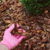 A hand wearing a pink glove holds pieces of wood mulch in front of a background of more mulch and a green bush. Produktbild-Vorschau