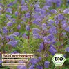 Samenliebe  Drachenkopf Samen | Türkischer Drachenkopf - Produktbild-Vorschau 4