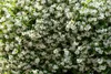 Sada 4 kusov jazmínu - Jasminum officinale - výška 30 cm - Náhľad obrázku produktu 2