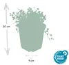 Bodendecker - Blauer Bubikopf - Isotoma fluviatilis - 9cm Produktbild-Vorschau 3