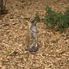 Safari Gartenfiguren Elefant, Schildkröte und Erdmännchen Produktbild-Vorschau 2