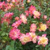 Green boutiQ - Gartenrose - Rosa Tricolor Fairy - Rose - Produktbild-Vorschau 3