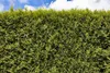 Thuja occidentalis 'Smaragd', Lebensbaum, immergrün, 60–80 Produktbild-Vorschau 12