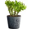 A jade plant in a decorative pot against a white background. Produktbild-Vorschau