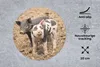 MuchoWow® Mauspad Mousepad Tiere - Schwein - Bauernhof Produktbild-Vorschau 2