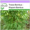 SAFLAX - Wapień-Bambus - 50 Nasiona - Dendrocalamus Podgląd zdjęcia produktu 6