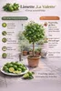 Limonka „La Valette“ 110–140 cm – kwaśna roślina z gatunku Podgląd zdjęcia produktu 2