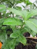 Prunus laurocerasus Ani ® - Kirschlorbeer Ani ® Produktbild-Vorschau 1