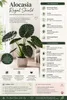 Alocasia Regal Shield, 60–80 cm. Également appelée "Oreille Voir les images du produit 2