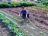 A person is in a garden, placing a net over rows of plants. Náhled obrázku produktu