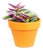 Gardners Tradescantia albiflora NANOUK, priemer 6-7,5 cm Náhľad obrázku produktu 1