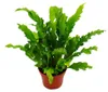 Asplenium nidus Campio – speciální odrůdy pokojových Náhled obrázku produktu 2