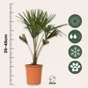 Chinesische Hanfpalme - 2 Stk - Trachycarpus Fortunei - Produktbild-Vorschau 2