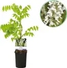 Glycinie Wisteria floribunda Alba - bílé kvety - 11cm x Náhled obrázku produktu 2