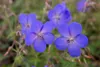 Stauden Gänge 10 x Geranium pratense 'Johnson's Blue' - Produktbild-Vorschau 7
