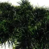 Ghirlanda per albero di Natale - verde 6m Ruhhy 22308 Anteprima dell’immagine prodotto 3