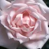 Rosa  - Rosa rampicante - Rosa 'New Dawn' Anteprima dell’immagine prodotto 1