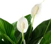 Foglia singola con 4-8 fiori/boccioli - Spathiphyllum che Anteprima dell’immagine prodotto 1