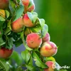 Wióry rogowe 1-6 mm Nawóz azotowy organiczny (5 kg na 50 Podgląd zdjęcia produktu 10