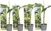 Bananowiec - 4 szt - Musa basjoo - Wysokość 25-40cm - ⌀9cm Podgląd zdjęcia produktu 1