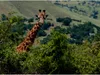 Calvendo Neugierige Giraffe 1000 Teile Puzzle quer Produktbild-Vorschau 2