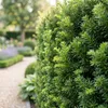 Green boutiQ - 16x Taxus baccata - Eibe - Heckenpflanzen - Produktbild-Vorschau 4