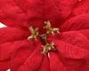 Weihnachtsstern Samt - Blume auf Clip 16cm rot Produktbild-Vorschau 2