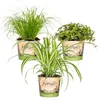 3er-Mix Cyperus, Chlorophytum & Callisia, 15-25 cm, Topf 12 Produktbild-Vorschau 2