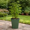 Jostabeere Jochelbeere 60–70 cm – Ribes Jostaberry, Produktbild-Vorschau 5