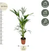Palma Kentia (Howea forsteriana), pianta da appartamento, Anteprima dell’immagine prodotto 3