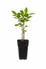A potted plant with green leaves and brown stems in a black pot. Produktbild-Vorschau