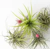Tillandsien Luftpflanzen - 10 Stk - Tillandsia - Höhe Produktbild-Vorschau 3