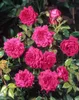 Rosa 'Laguna', Kletterrose, pink, 5-7,5 Liter Container Produktbild-Vorschau 2