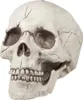 Teschio con mascella mobile - Decorazione per Halloween Anteprima dell’immagine prodotto 3