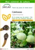 SAFLAX  - Calebasse - 15 graines - Avec substrat - Voir les images du produit 1