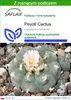 SAFLAX - Peyotl Cactus - 20 Nasiona - Z podłożem uprawowym Podgląd zdjęcia produktu 1