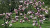 BIOPON Dünger für Magnolien 1kg Produktbild-Vorschau 5