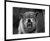 MuchoWow® MuchoWow® Gerahmtes Poster Böser Wolf - schwarz Produktbild-Vorschau 1