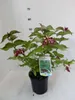 Leycesteria formosa - Belle Leycesteria 40- 50 cm - Voir les images du produit 1