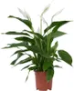 Friedenslilie - Einblatt - Spathiphyllum 'Lima' - Höhe Produktbild-Vorschau 1