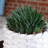 Aloe - pflegeleichte Zimmerpflanze, Aloe aristata 'magic Produktbild-Vorschau 5